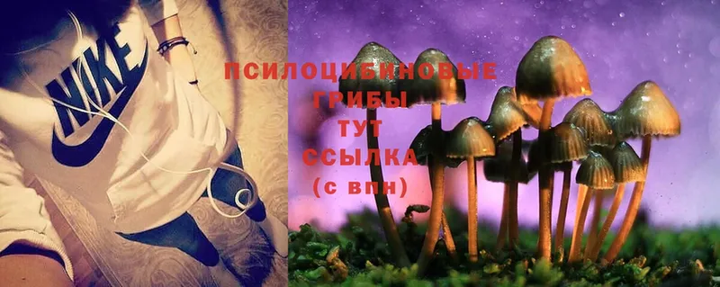 купить   Кирсанов  Псилоцибиновые грибы Magic Shrooms 